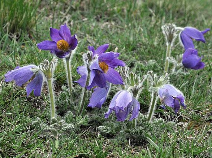 Pulsatilla albana subsp. armena