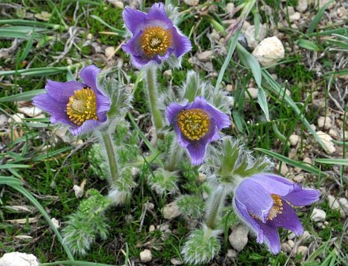 Pulsatilla albana subsp. armena