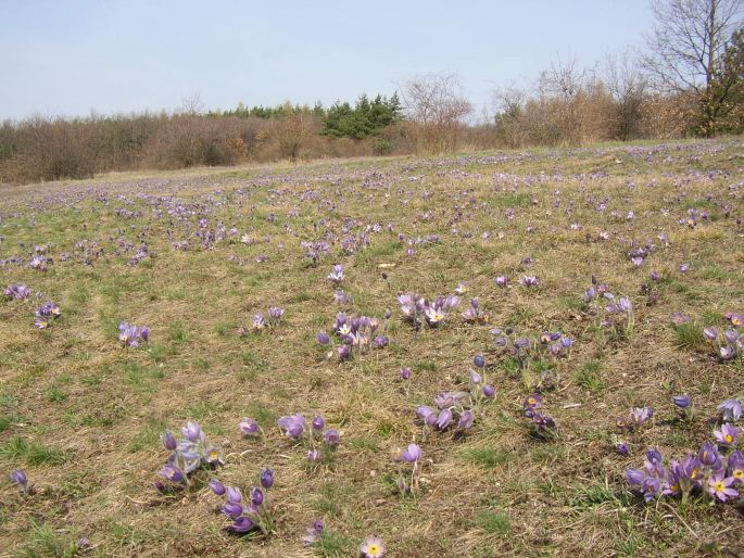 Pulsatilla grandis