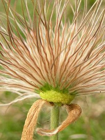 Pulsatilla grandis