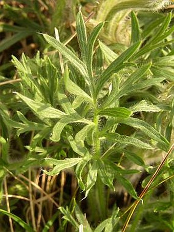 Pulsatilla grandis