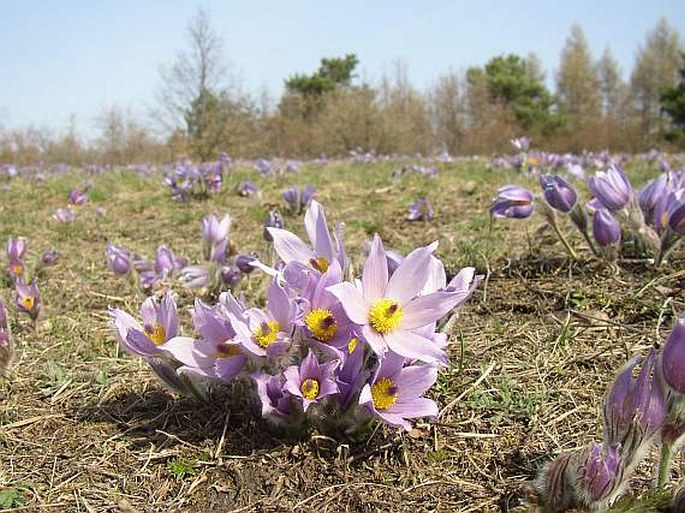 Pulsatilla grandis