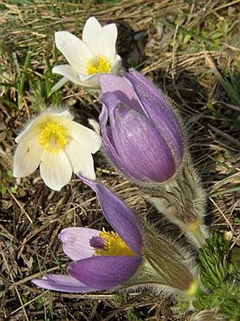 Pulsatilla grandis