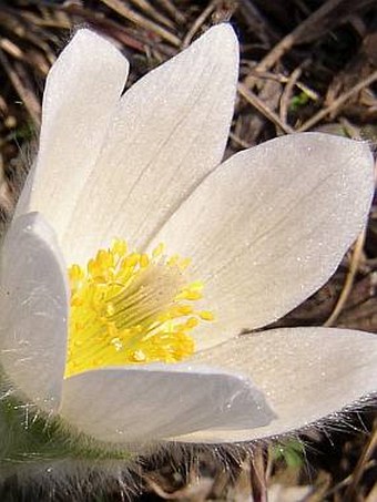 Pulsatilla grandis