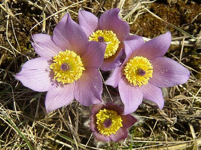 Pulsatilla grandis