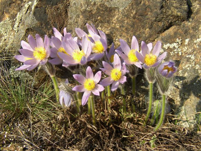 PULSATILLA GRANDIS Wenderoth – koniklec velkokvětý / poniklec veľkokvetý