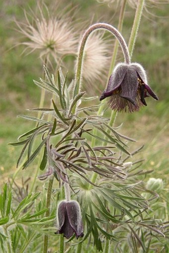 Pulsatilla pratensis subsp. bohemica