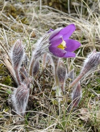 Pulsatilla patens