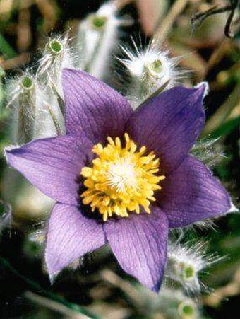 Pulsatilla patens