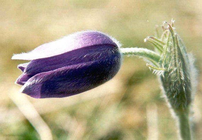 Pulsatilla patens