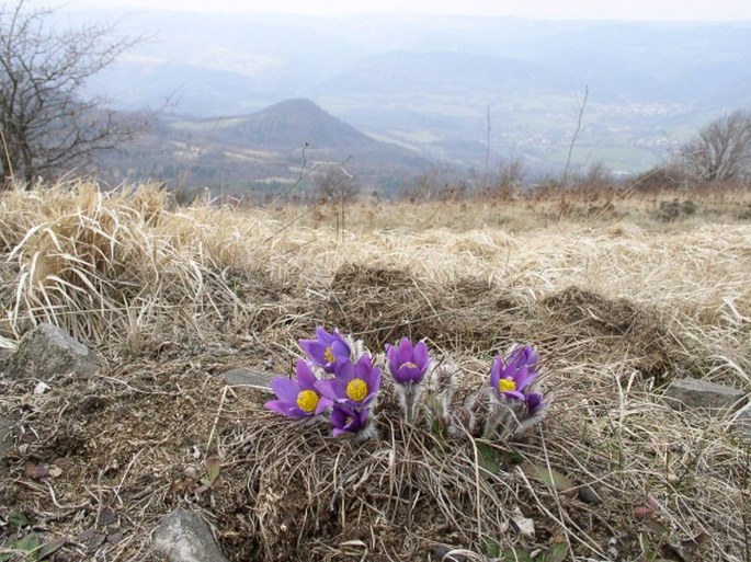 Pulsatilla patens