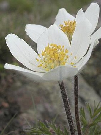 Pulsatilla alpina subsp. alba