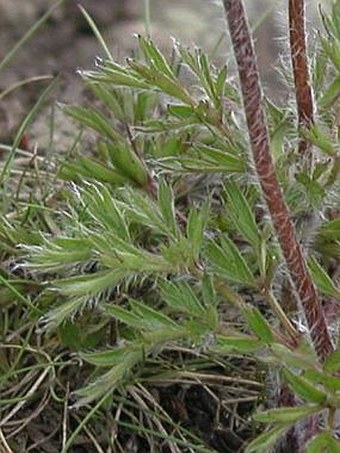 Pulsatilla alpina subsp. alba