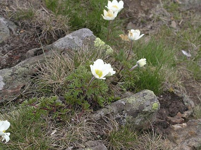 Pulsatilla alpina subsp. alba