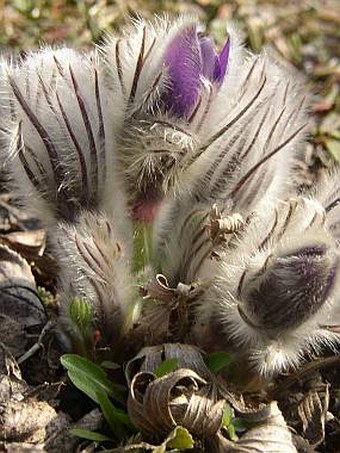 Pulsatilla slavica