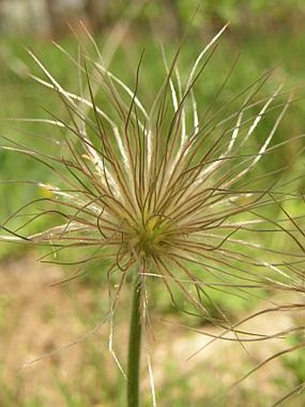 Pulsatilla slavica