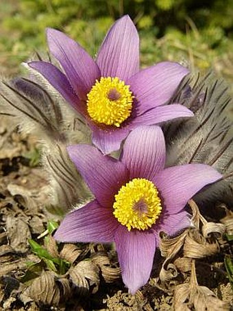 Pulsatilla slavica