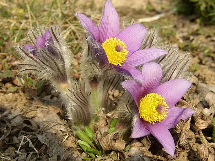 Pulsatilla slavica