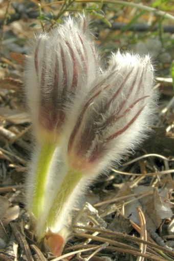 Pulsatilla subslavica