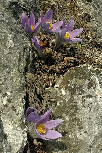 Pulsatilla subslavica