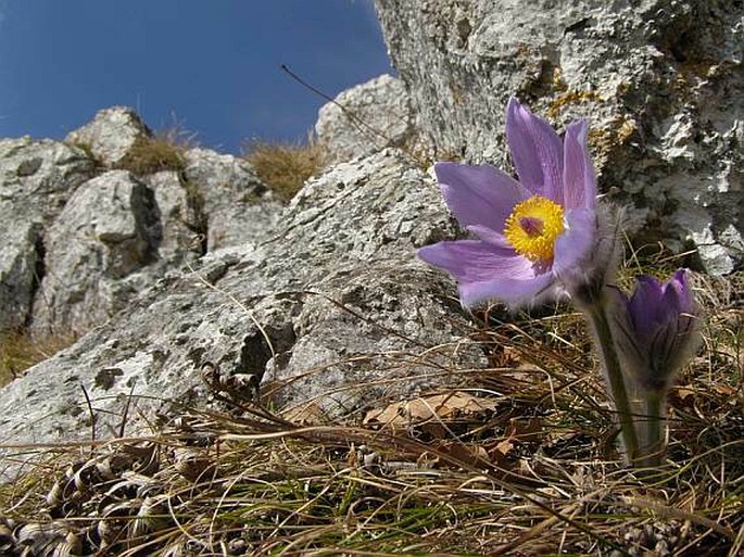 Pulsatilla subslavica