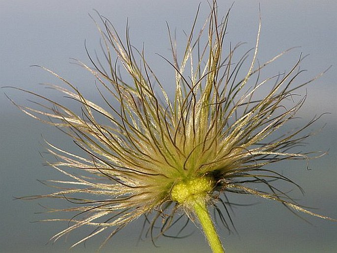 Pulsatilla subslavica