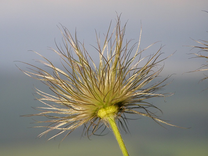 Pulsatilla subslavica