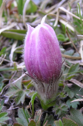 Pulsatilla vernalis