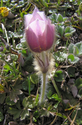 Pulsatilla vernalis