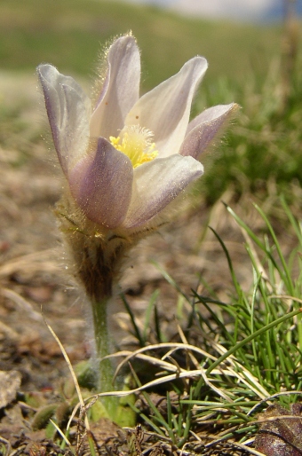 Pulsatilla vernalis