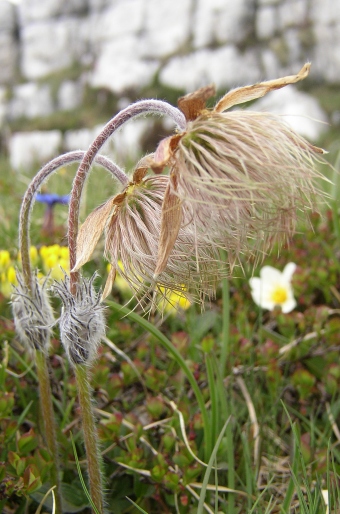 Pulsatilla vernalis