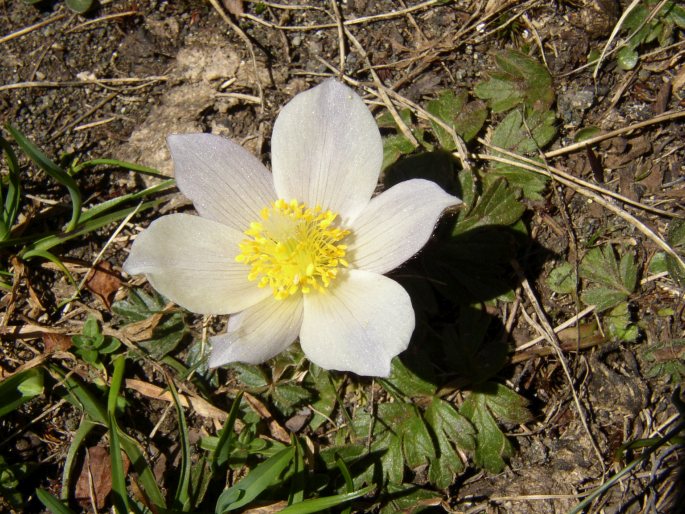 PULSATILLA VERNALIS (L.) Mill. – koniklec jarní / poniklec jarný