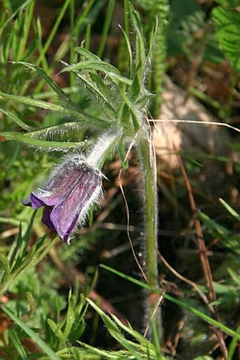 Pulsatilla zimmermannii