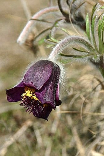 Pulsatilla zimmermannii