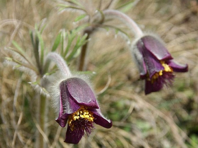 PULSATILLA ZIMMERMANNII Soó - koniklec jižní / poniklec Zimmermannov