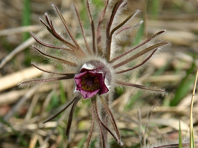 Pulsatilla zimmermannii