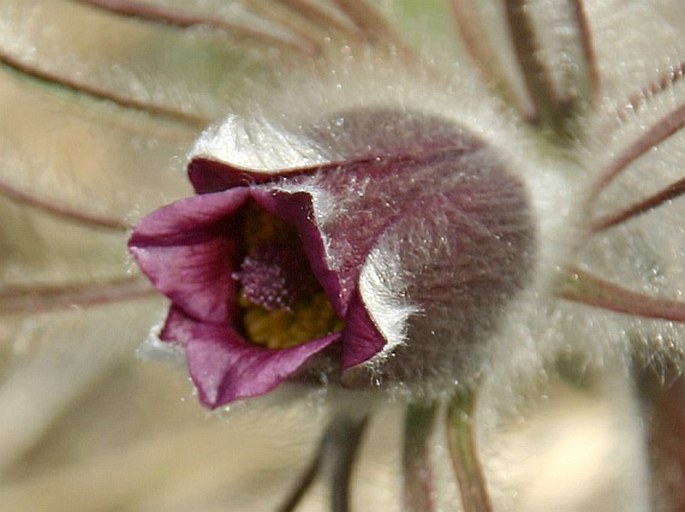 Pulsatilla zimmermannii