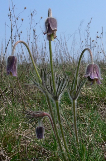 Pulsatilla pratensis subsp. hungarica