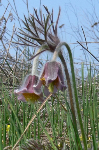 Pulsatilla pratensis subsp. hungarica