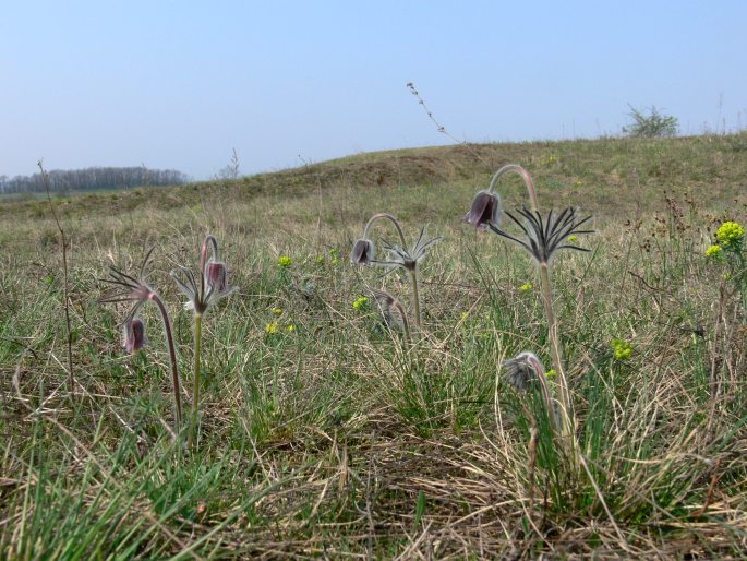 Pulsatilla pratensis subsp. hungarica