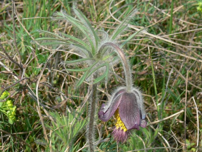 Pulsatilla pratensis subsp. hungarica