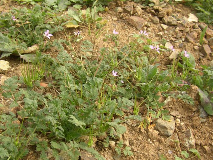 Erodium cicutarium