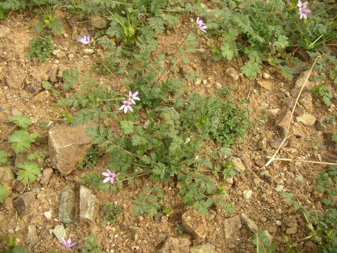 Erodium cicutarium