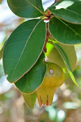 Punica protopunica