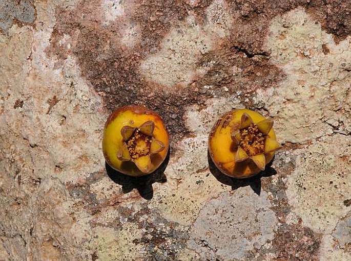 Punica protopunica