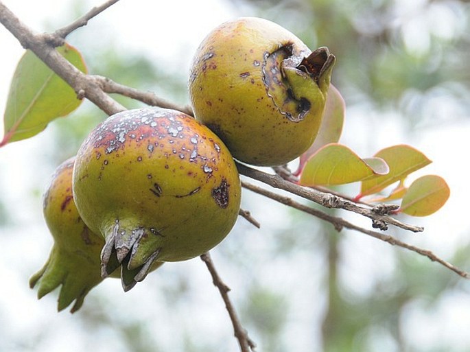 Punica protopunica