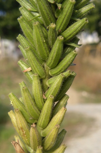Oenothera glazioviana