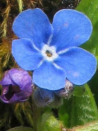 Omphalodes verna