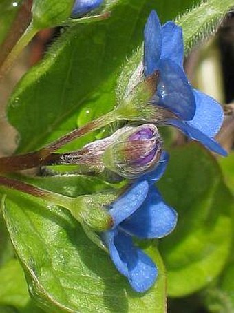 Omphalodes verna