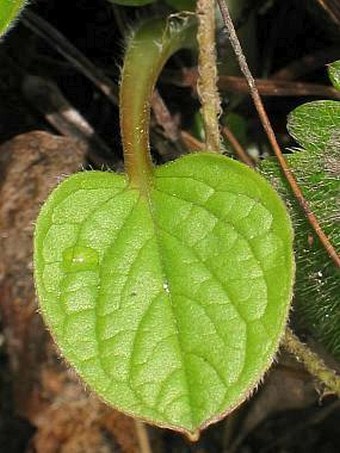 Omphalodes verna